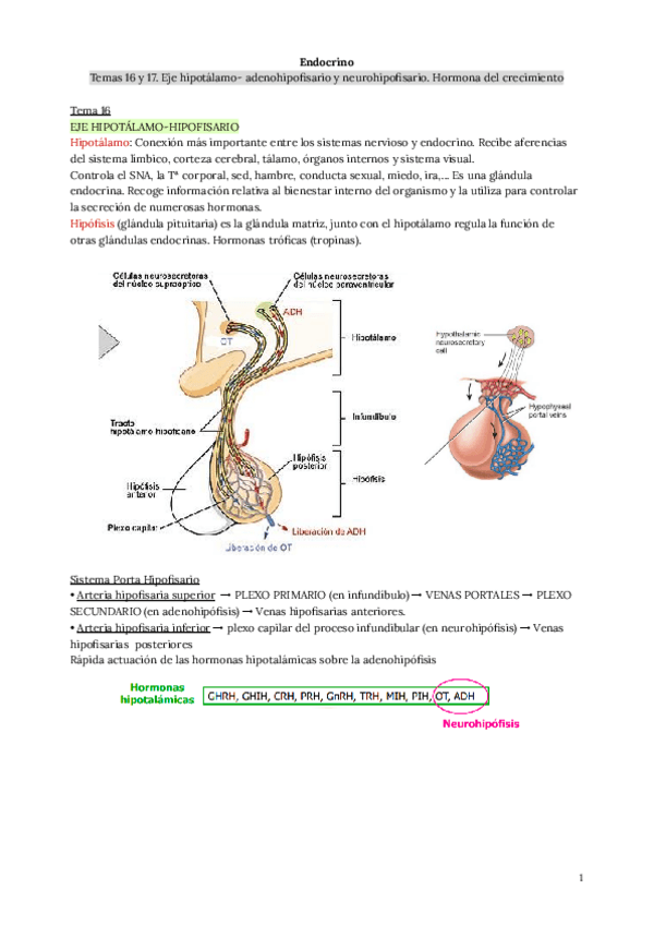 Miniatura del documento Endocrino.-Temas-16-y-17..pdf