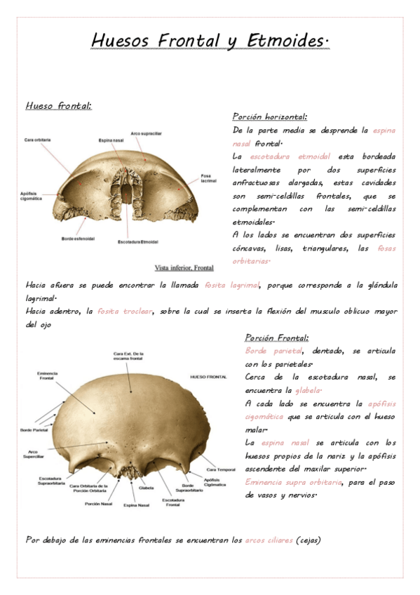 Miniatura del documento Huesos Frontal y Etmoides.pdf