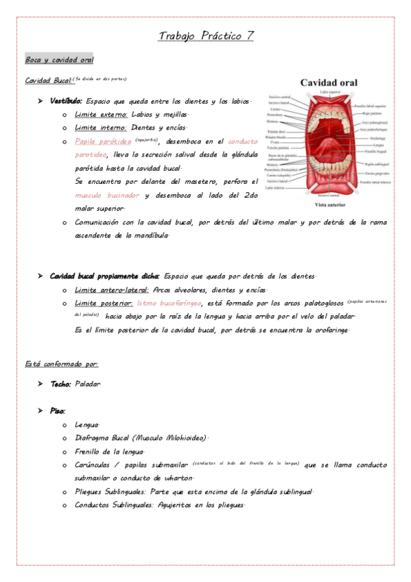 Miniatura del documento Boca, Velo del Paladar y Lengua.pdf