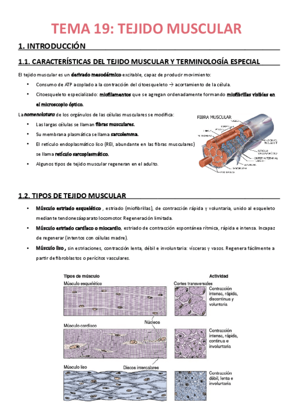 Miniatura del documento TEMA-19-TEJIDO-MUSCULAR-en-castellano.pdf