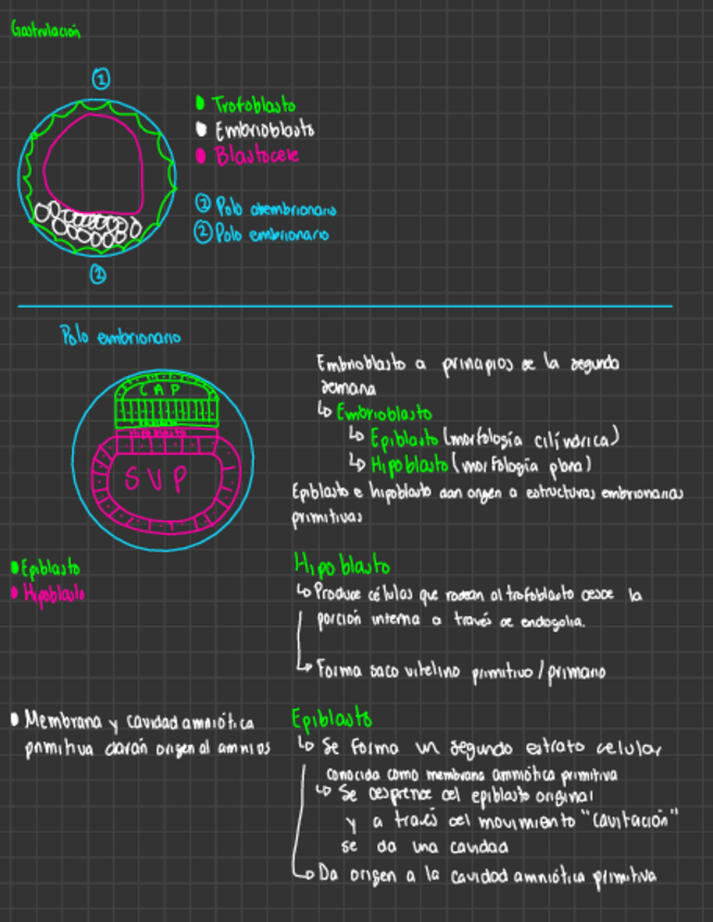 Miniatura del documento Gastrulacion.pdf