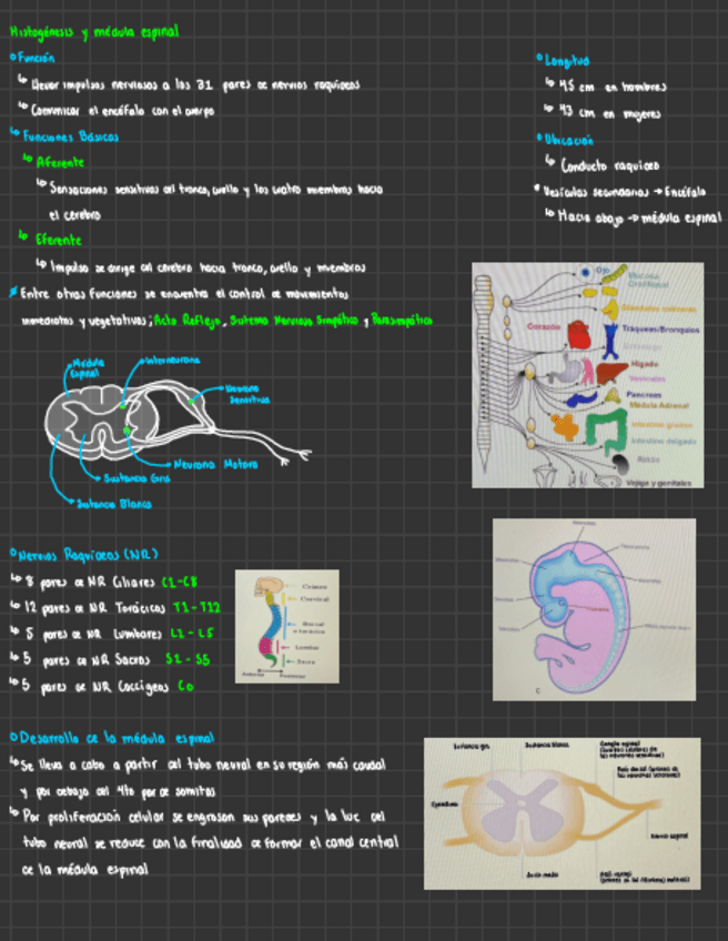 Miniatura del documento Histogenesis-y-medula-espinal.pdf