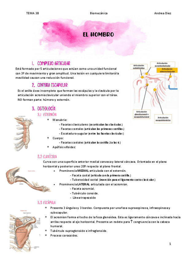 Miniatura del documento TEMA-3B-EL-HOMBRO.pdf