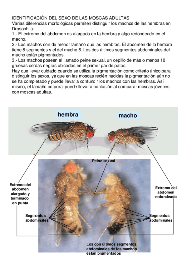 Miniatura del documento Dimorfismo-sexual-en-Drosophila-melanogaster.pdf