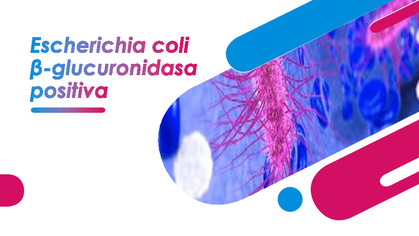 Miniatura del documento Escherichia-coli-b-glucuronidasa-positiva.pdf