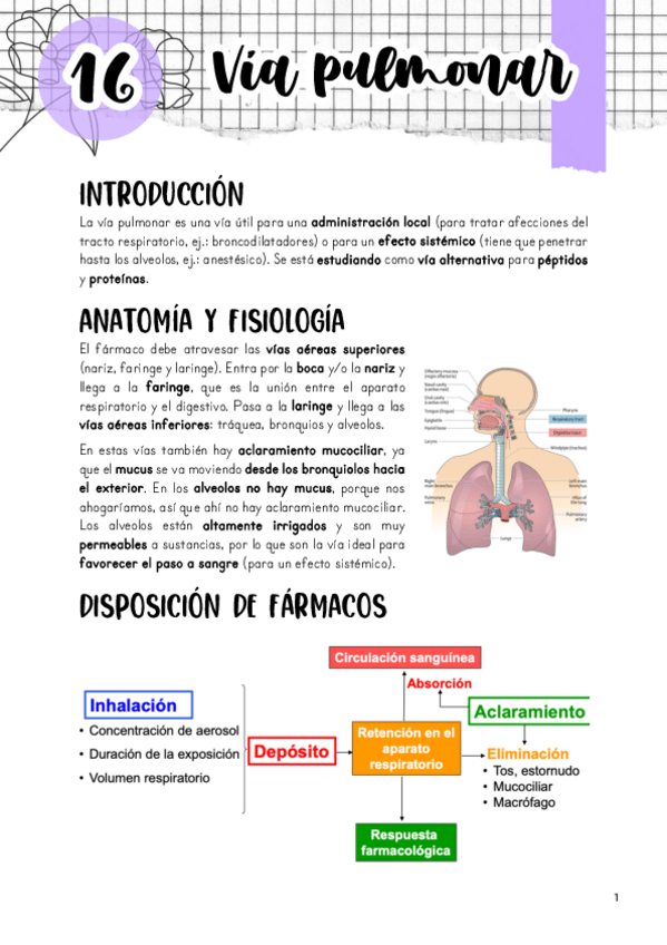 Miniatura del documento Tema-16.-Via-pulmonar.pdf