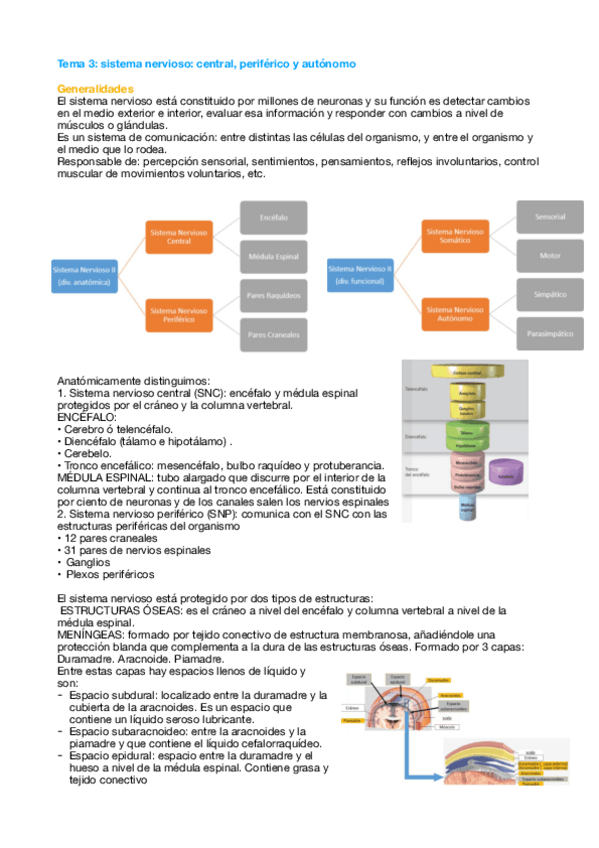 Miniatura del documento Tema-3-Fisio.pdf