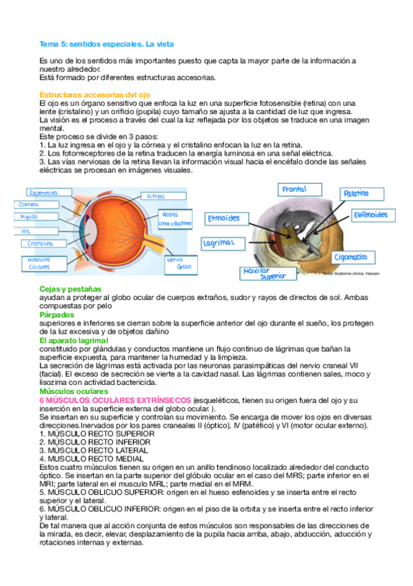 Miniatura del documento Tema-5-Fisio.pdf