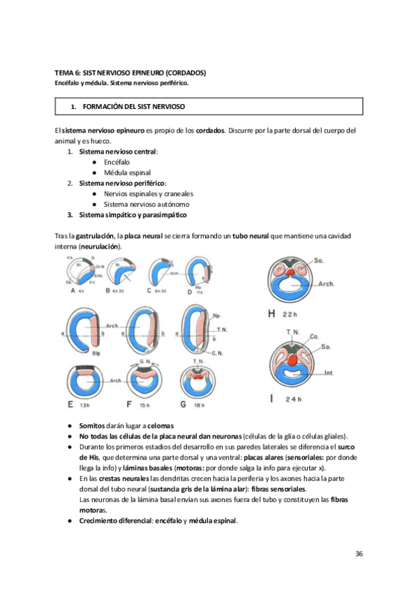 Miniatura del documento Tema-6-Anato.pdf