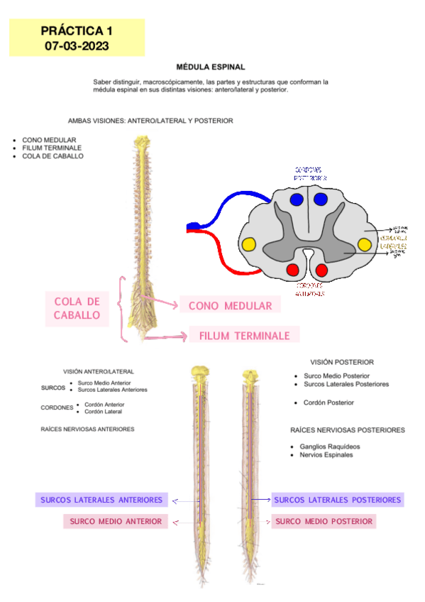 Miniatura del documento PRACTICAS-NEURO-EXAMEN.pdf