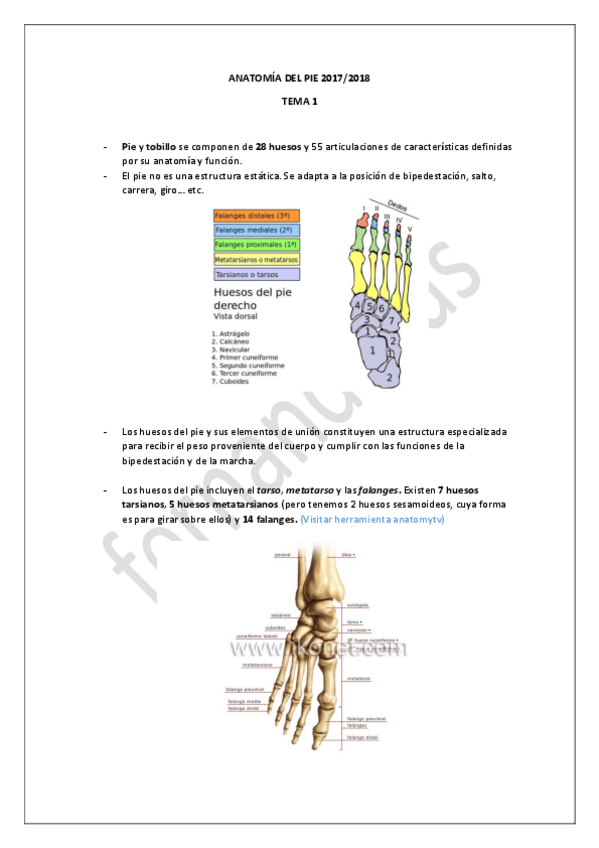 Miniatura del documento TEMA 1 Podologia General-(Parte Aurora).pdf