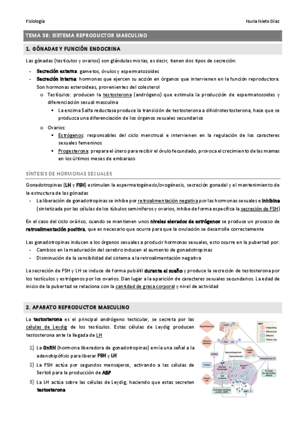 Miniatura del documento TEMA 38 - Sistema reproductor masculino.pdf
