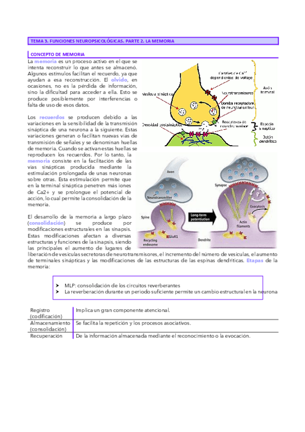 Miniatura del documento Tema-3.2-Neuro.pdf