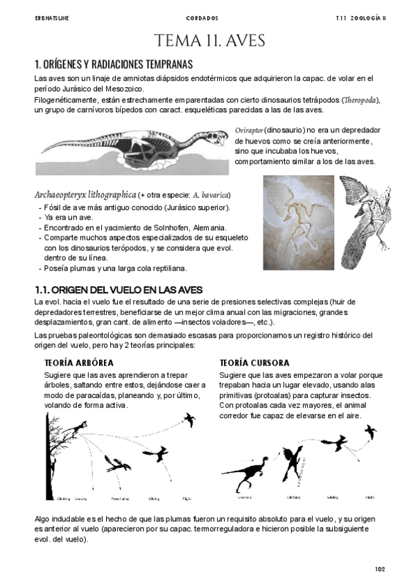 Miniatura del documento Tema-11-Aves.pdf