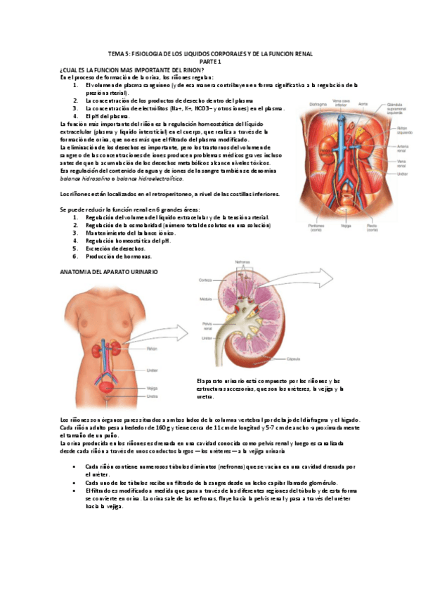 Miniatura del documento TEMA-5-funcion-renal.pdf