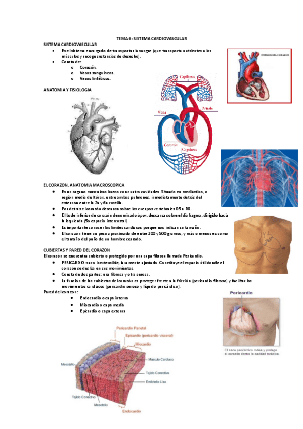 Miniatura del documento TEMA-6-SISTEMA-CARDIOVASCULAR-copia.pdf