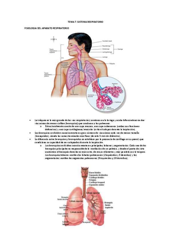 Miniatura del documento TEMA-7-APARATO-RESPIRATORIO.pdf