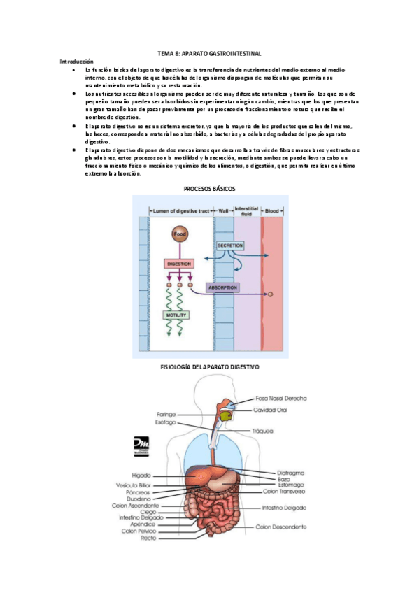 Miniatura del documento TEMA-8-APARATO-GASTROINTESTINAL.pdf
