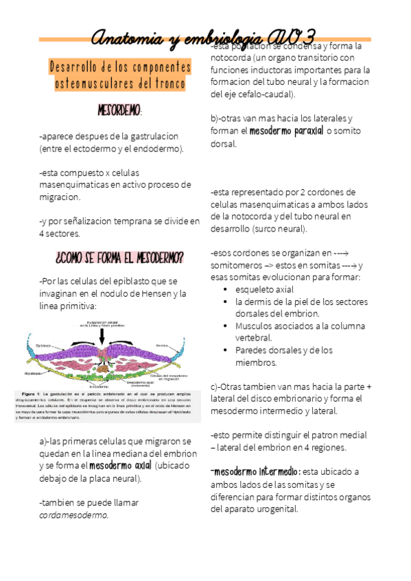 Miniatura del documento APO-3-ANATOMIA.pdf
