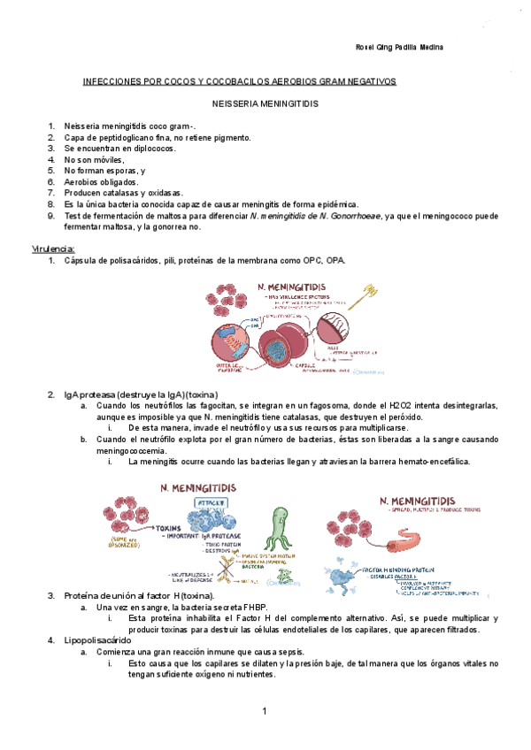 Miniatura del documento INFECCIONES-POR-COCOS-Y-COCOBACILOS-AEROBIOS-GRAM-NEGATIVOS-Documentos-de-Google.pdf