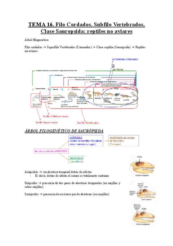 Miniatura del documento Tema-16.-Reptiles-Apuntes.pdf