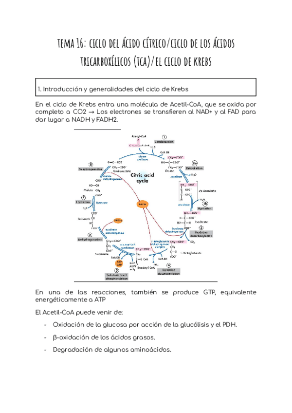 Miniatura del documento tema-16-ciclo-del-acido-citricociclo-de-los-acidos-tricarboxilicos-tcael-ciclo-de-krebs.pdf