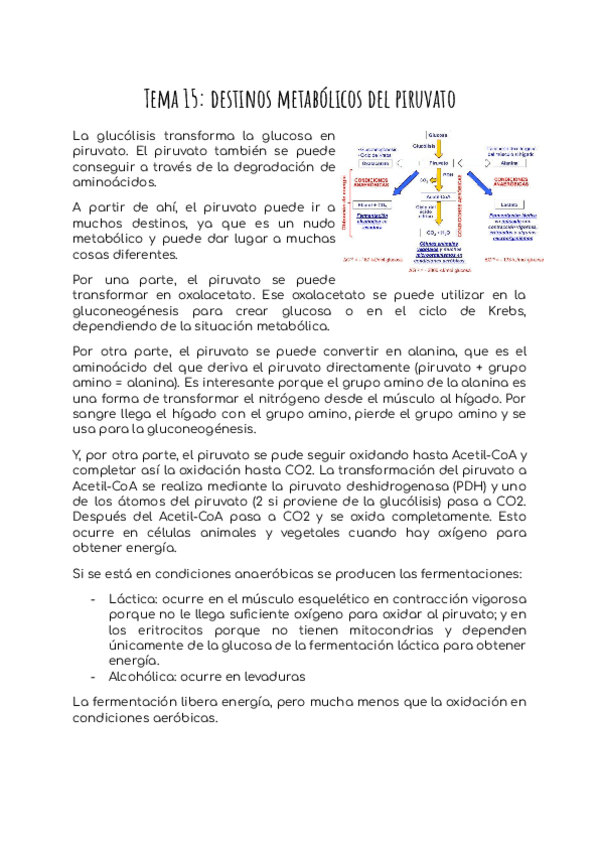 Miniatura del documento Tema-15-destinos-metabolicos-del-piruvato.pdf