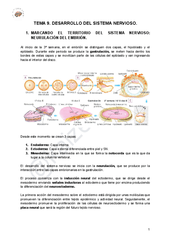 Miniatura del documento TEMA-9-DESARROLLO-DEL-SISTEMA-NERVIOSO.pdf