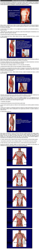 Miniatura del documento MUSCULOS-DEL-ABDOMEN.pdf