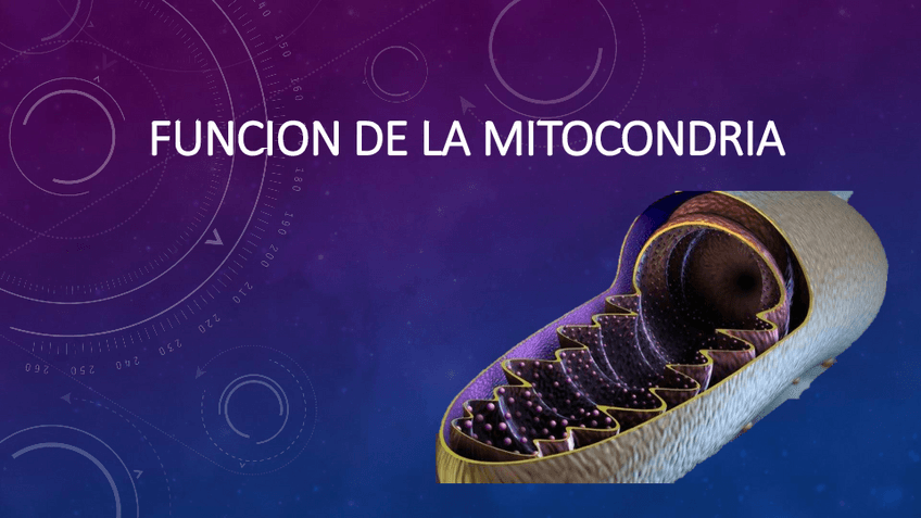 Miniatura del documento FUNCION-DE-LA-MITOCONDRIA.pdf