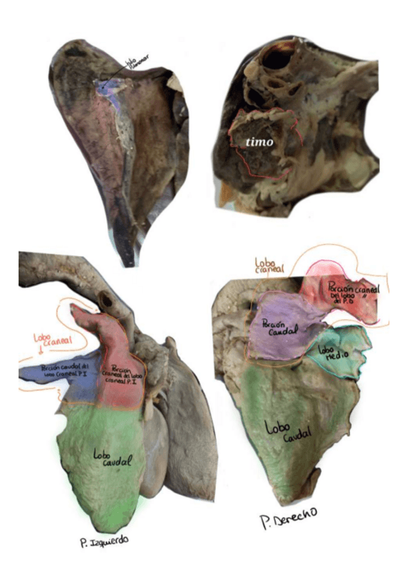 Miniatura del documento Rotulaciones-de-pulmon-y-corazon-de-rumiante.pdf