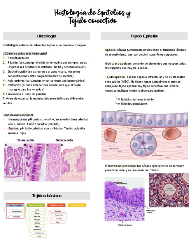 Miniatura del documento 3.-Generalidades-histologia-de-epitelios.pdf