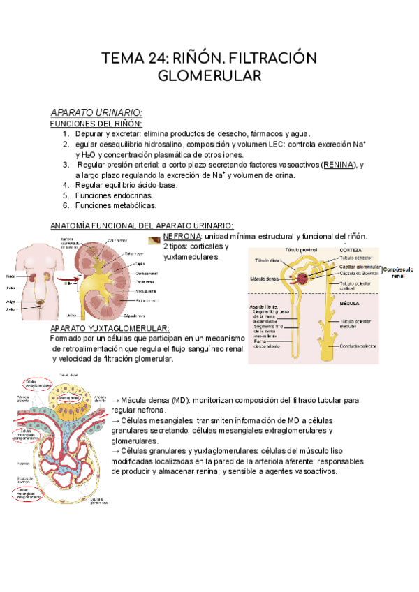 Miniatura del documento T24-FISIOLOGIA.pdf