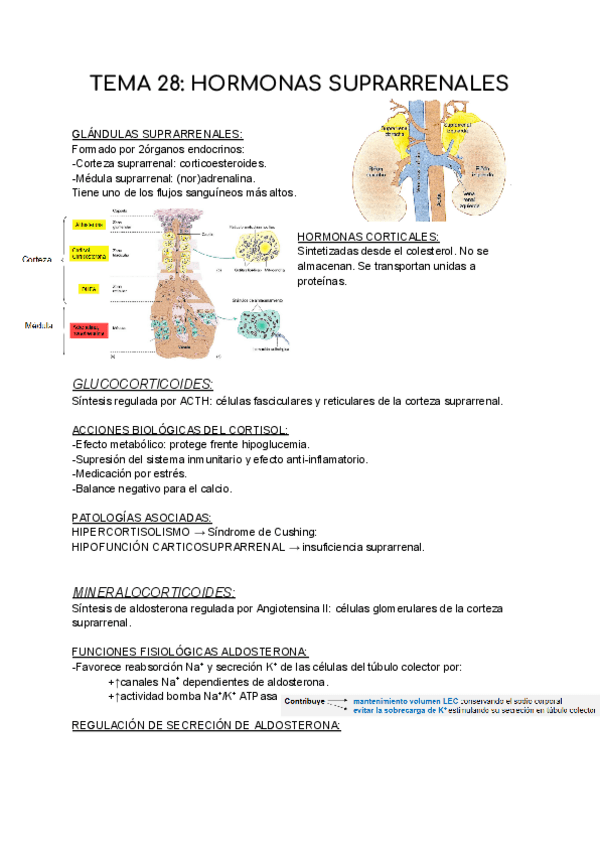 Miniatura del documento T28-FISIOLOGIA.pdf
