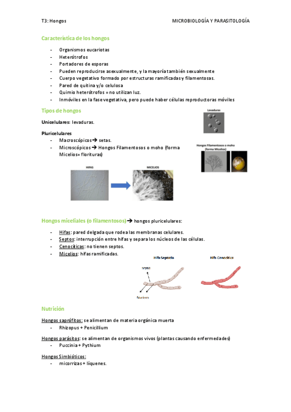 Miniatura del documento T3.-Hongos.pdf