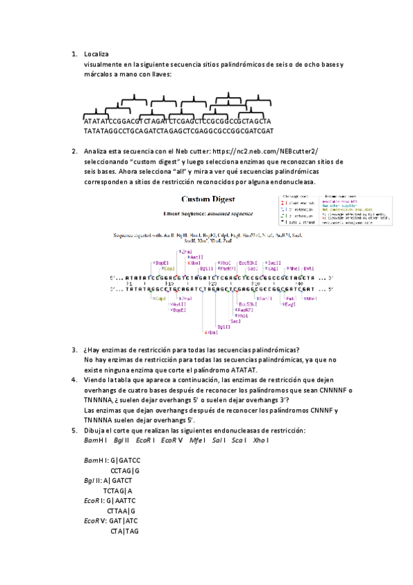 Miniatura del documento Ejercicios-endonucleasas-recombinantes.pdf