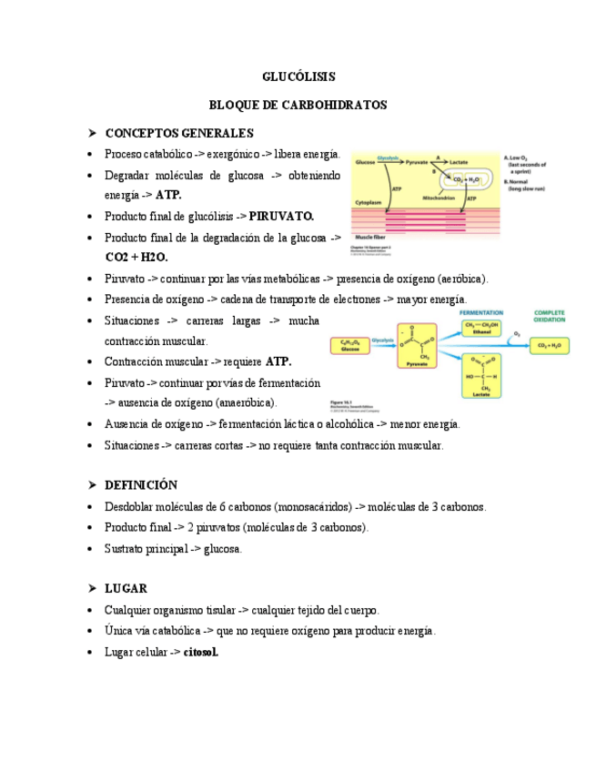 Miniatura del documento Resumen-de-glucolisis.pdf