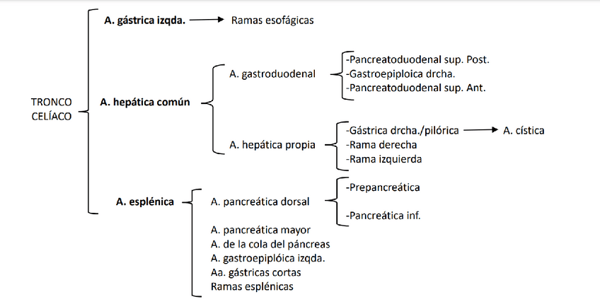 Miniatura del documento Esquema-Ramas-Tronco-Celiaco.pdf
