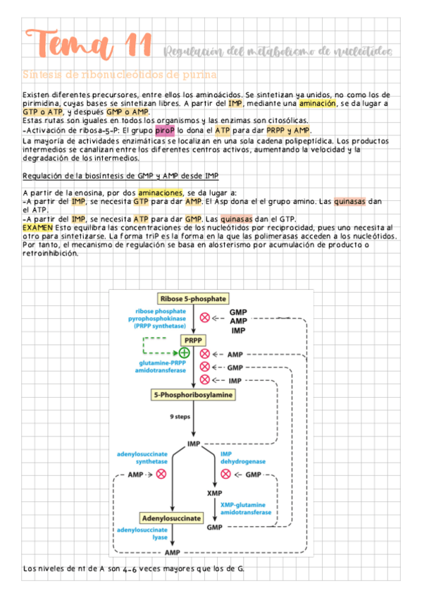 Miniatura del documento Tema-11-Regulacion-del-metabolismo-de-nucleotidos.pdf