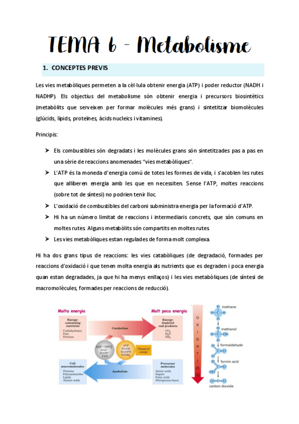 Miniatura del documento Tema-6-Metabolisme.pdf