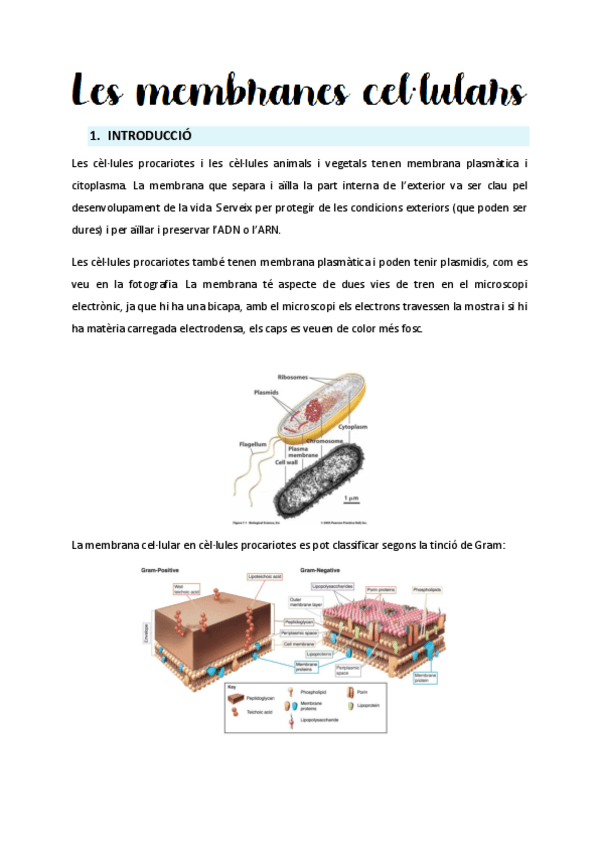 Miniatura del documento Tema-2-Membranes-cellulars.pdf