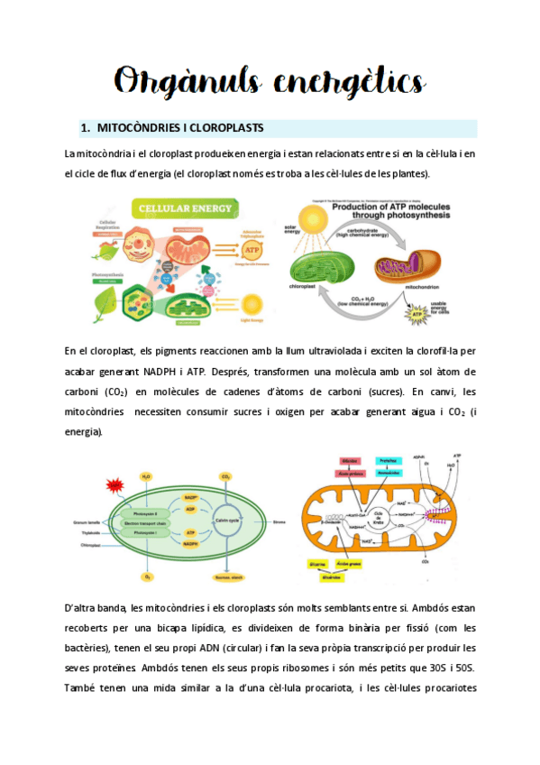 Miniatura del documento Tema-4-Organuls-energetics.pdf