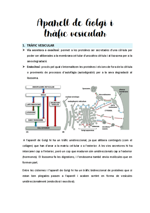 Miniatura del documento Seminari-2-Aparell-de-Golgi-i-trafic-vesicular.pdf