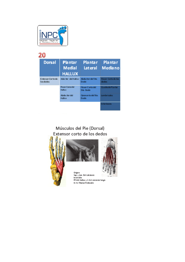 Miniatura del documento Original-manual-de-podologia-clinica-14.pdf