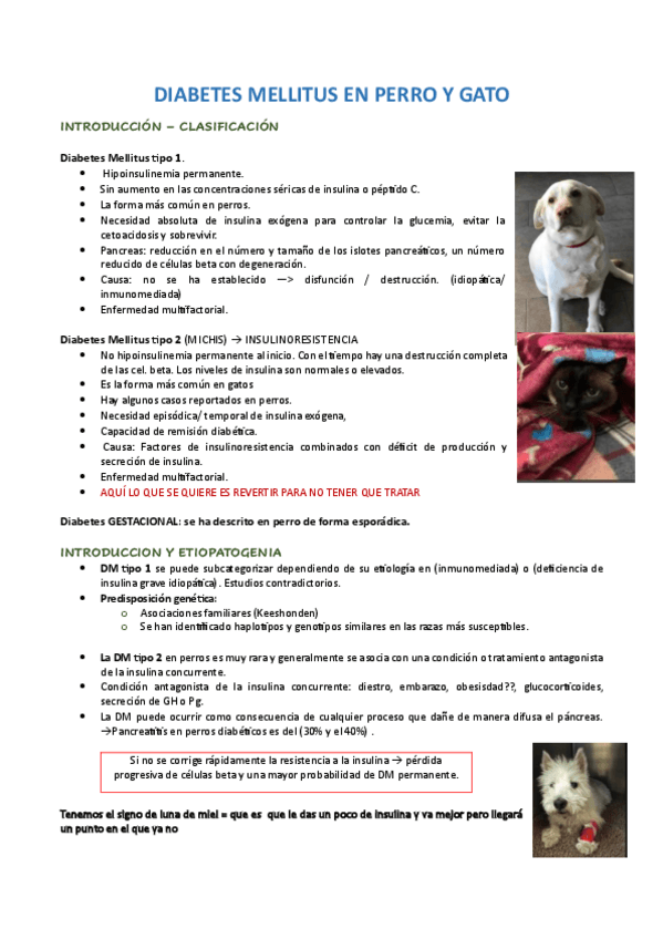 Miniatura del documento DIABETES-MELLITUS-EN-PERRO-Y-GATO-2023.pdf