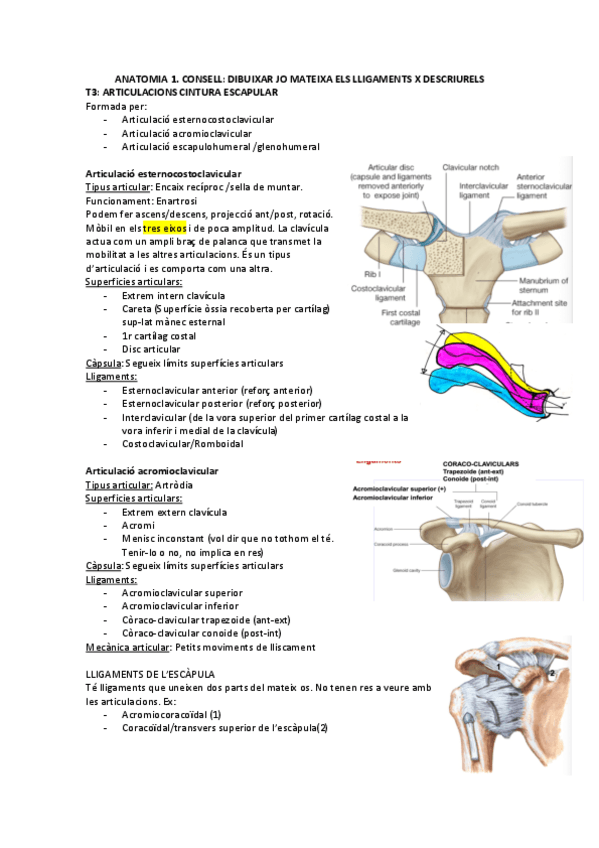 Miniatura del documento ANATOMIA-APUNTS-tren-superor.pdf