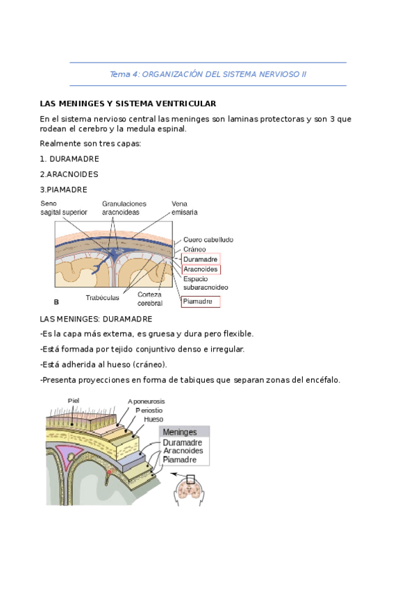 Miniatura del documento Tema-4-Organizacion-del-SN-II.docx
