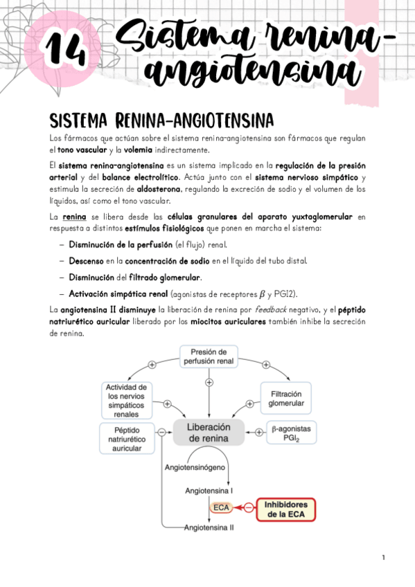 Miniatura del documento Tema-14.-Sistema-renina-angiotensina.pdf