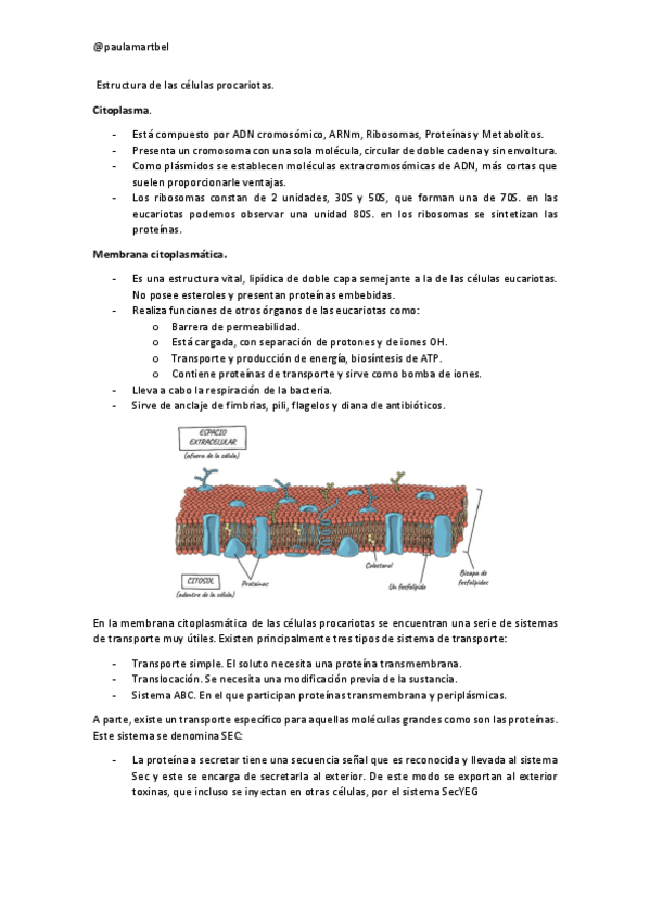 Miniatura del documento Estructura-de-las-celulas-procariotas.pdf
