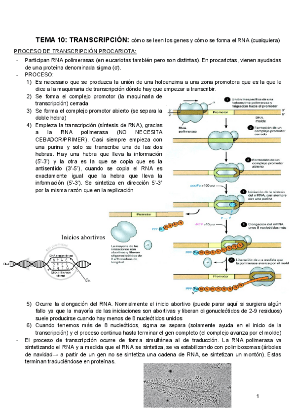 Miniatura del documento BIOQUIMICA-TEMA-10.pdf